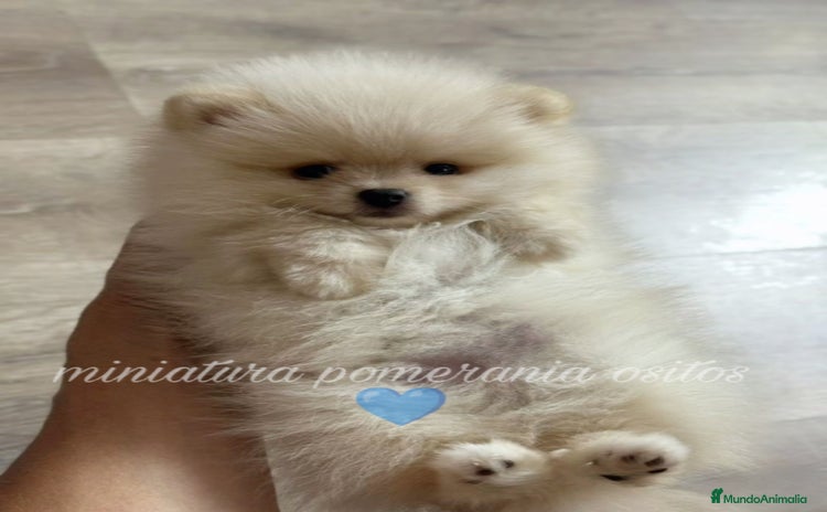 Pomerania perros - Anuncio 3