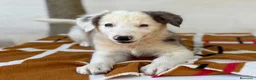 Border Collie perros en venta: Border Collie – Cachorros tranquilos 🐾 - Anuncio 3