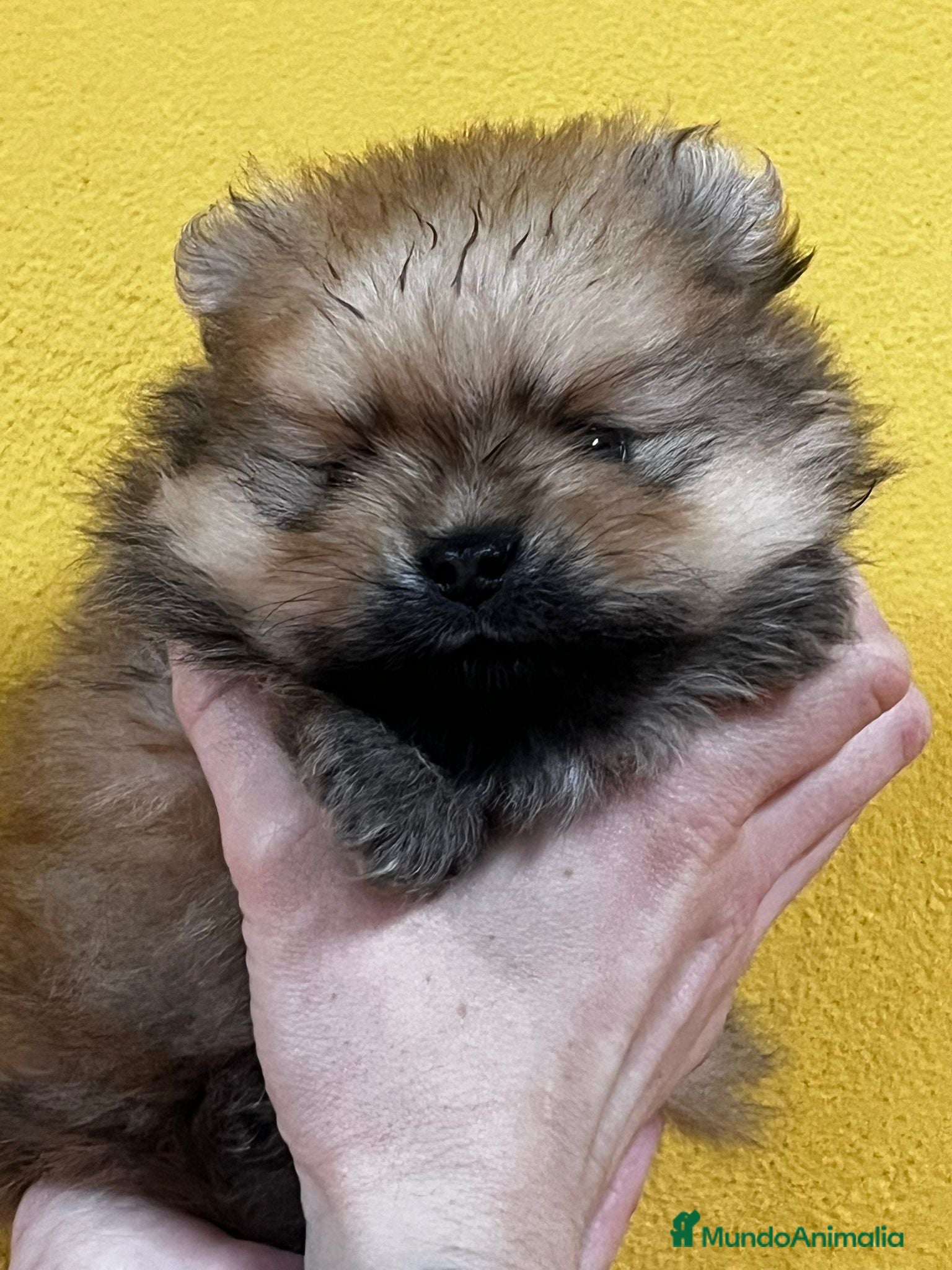 Pomerania perros POMERANIA LULU  en Barcelona - Anuncio 31