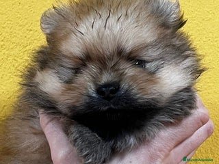 Pomerania perros en Barcelona - Anuncio 31