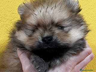 Pomerania perros POMERANIA LULU en Barcelona - Anuncio 18