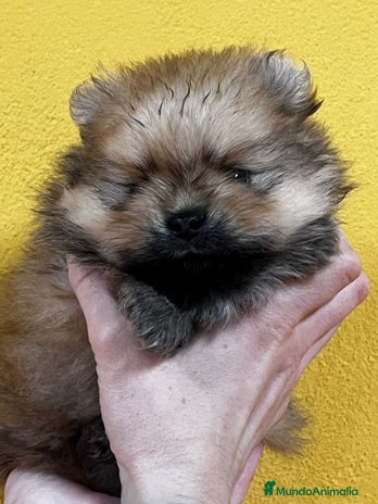 Pomerania perros en Barcelona - Anuncio 5