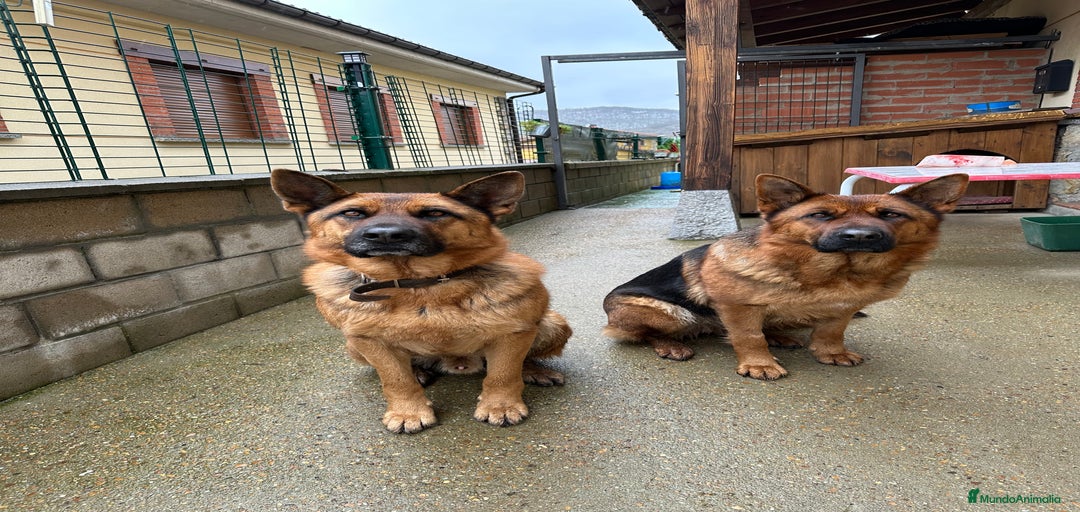 Imagen de galería {{count}}