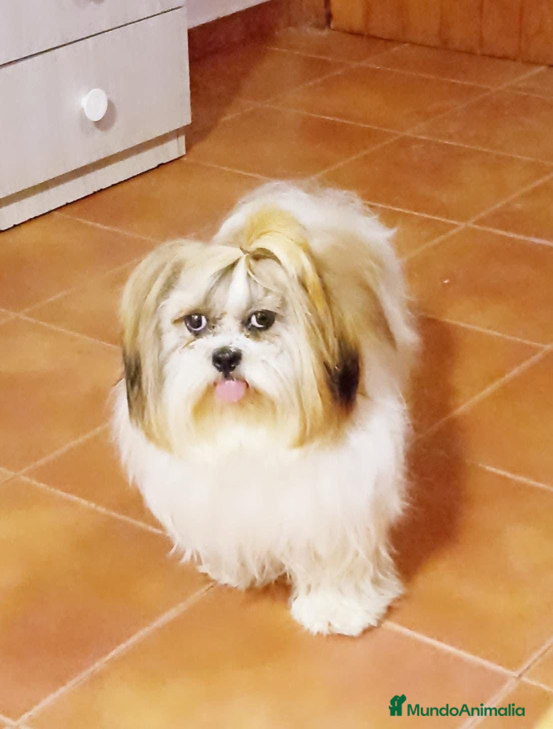 Shih Tzu perros en venta: SHIH TZU HEMBRA TOY  - Anuncio 1
