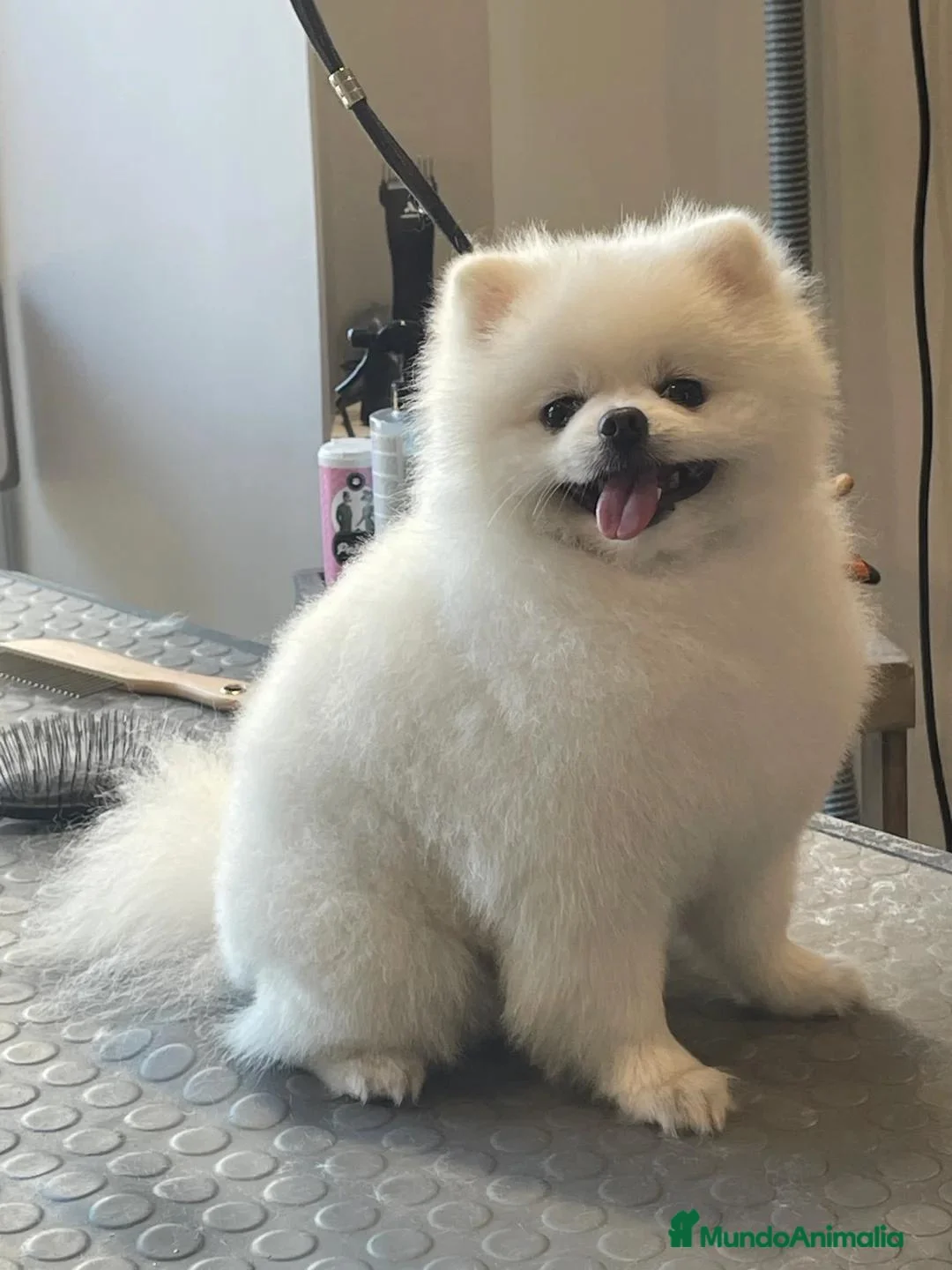 Pomerania perros en venta: Pomeranian - Anuncio 2