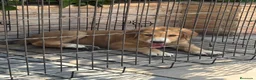 Pastor de Asia Central perros en venta: Cachorra de Alabai  - Anuncio 7