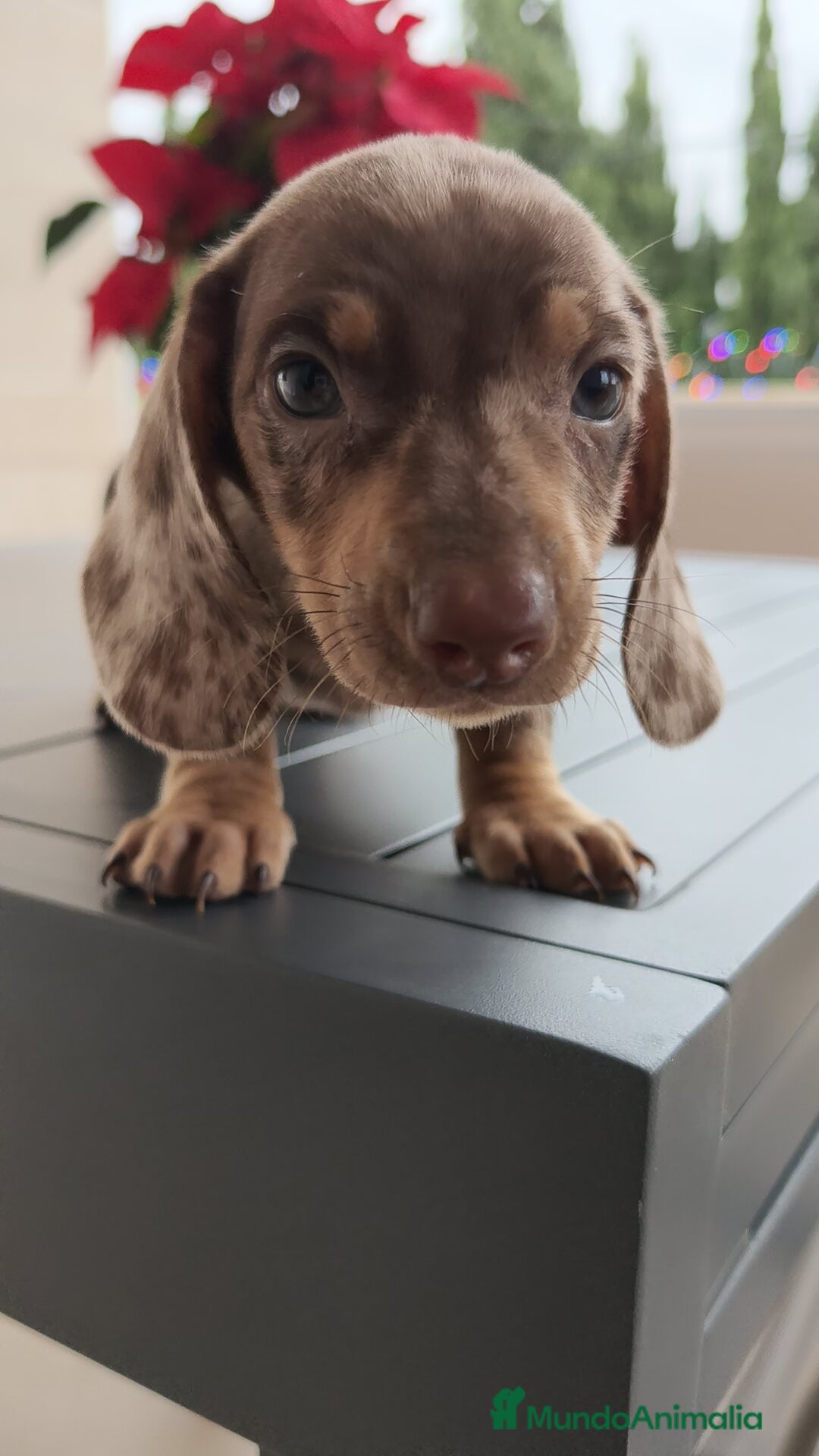 Teckel Miniatura perros Teckel mini Arlequín  - Anuncio 2