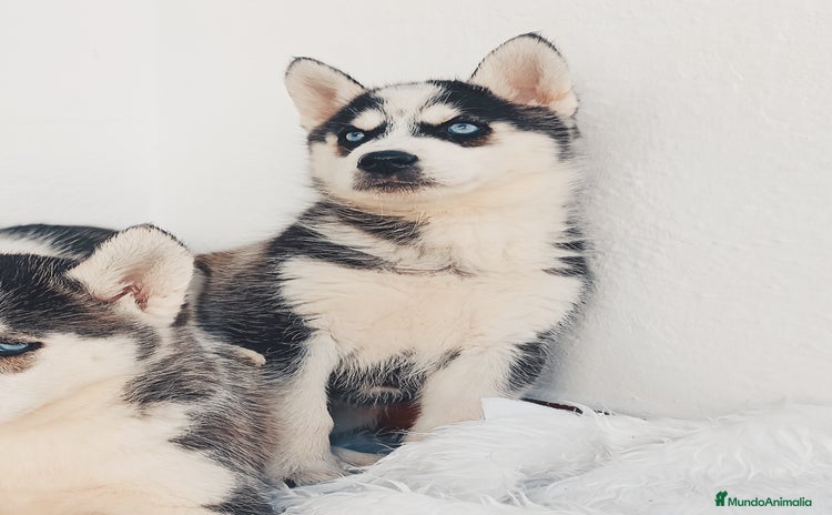 Husky Siberiano perros Cachorros husky siberianos  - Anuncio 11