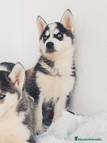 Husky Siberiano perros Cachorros husky siberianos - Anuncio 11
