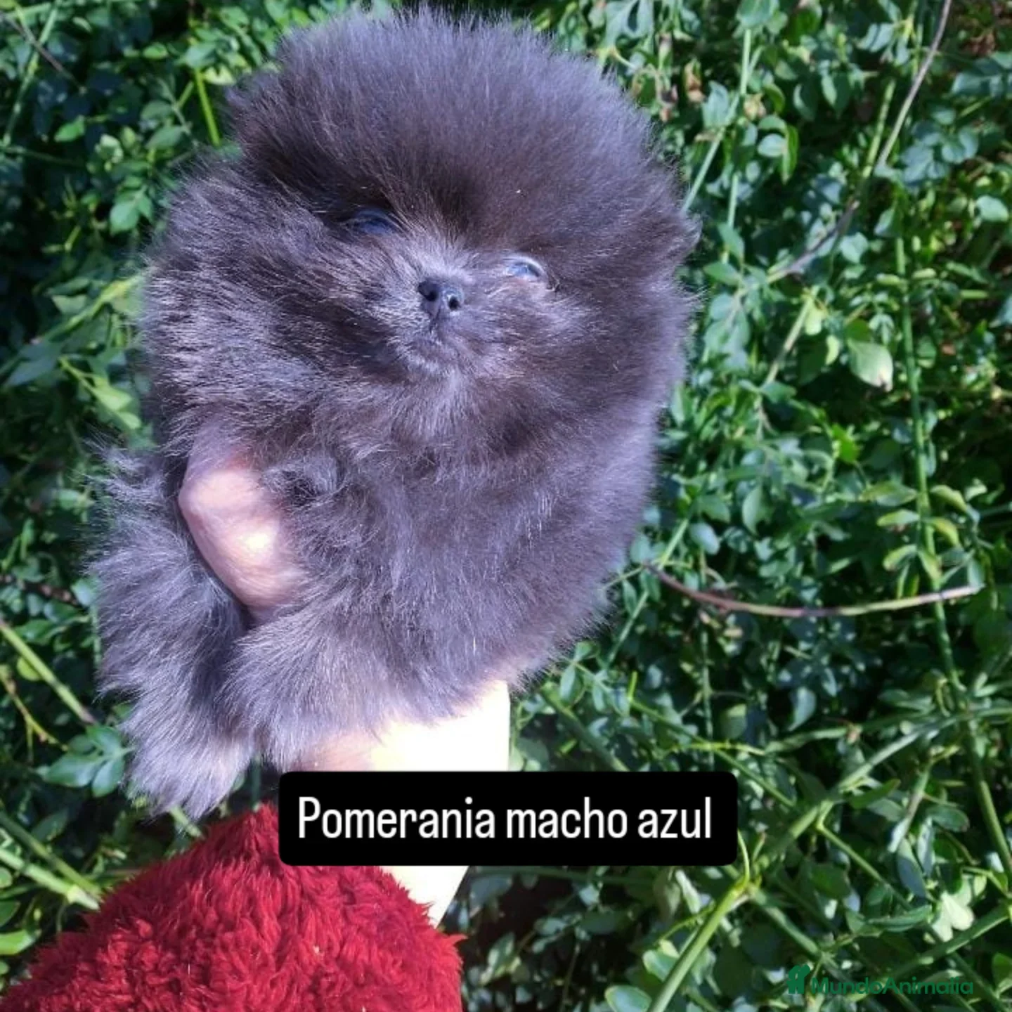 Pomerania perros Pomerania para reservar exóticos  - Anuncio 21
