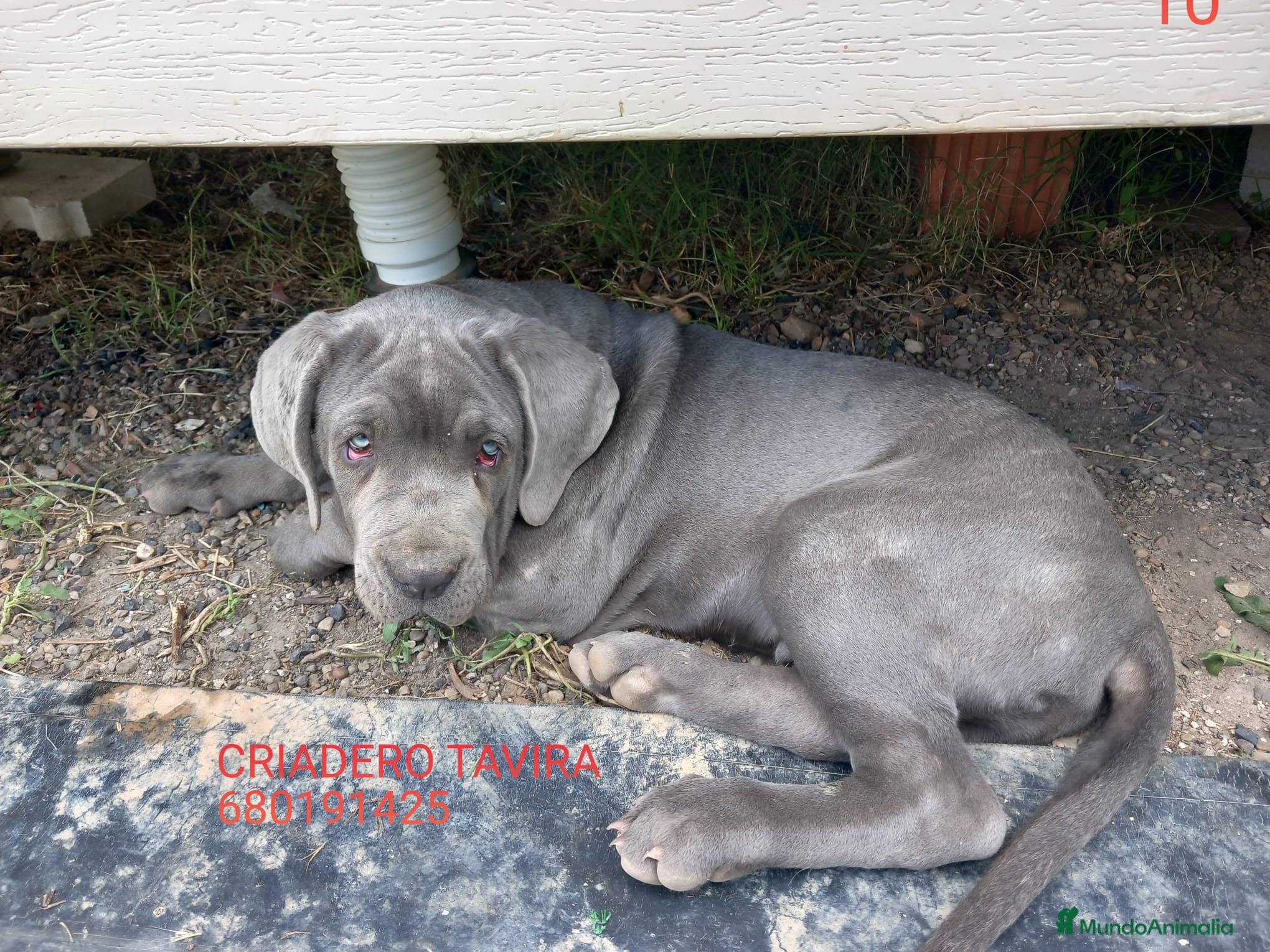 Mastín Napolitano perros Cachorros Mastin Napolitano - Anuncio 3