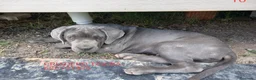 Mastín Napolitano perros en venta: Cachorros Mastin Napolitano - Anuncio 1