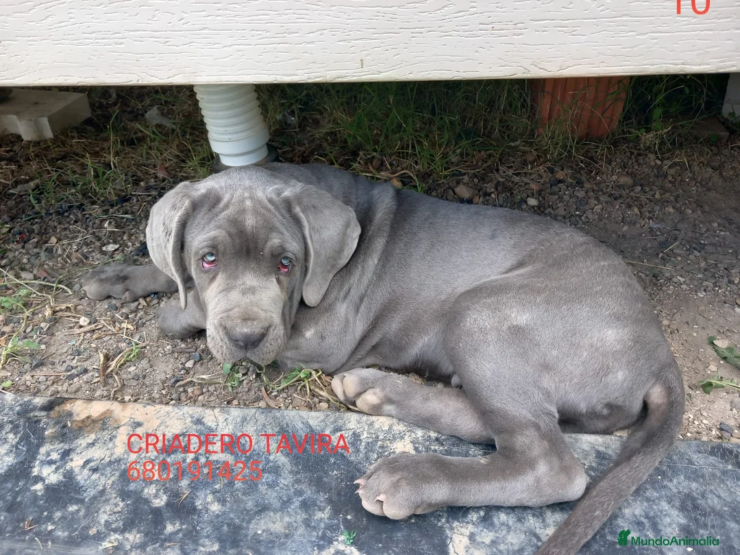 Mastín Napolitano perros en venta: Cachorros Mastin Napolitano - Anuncio 1