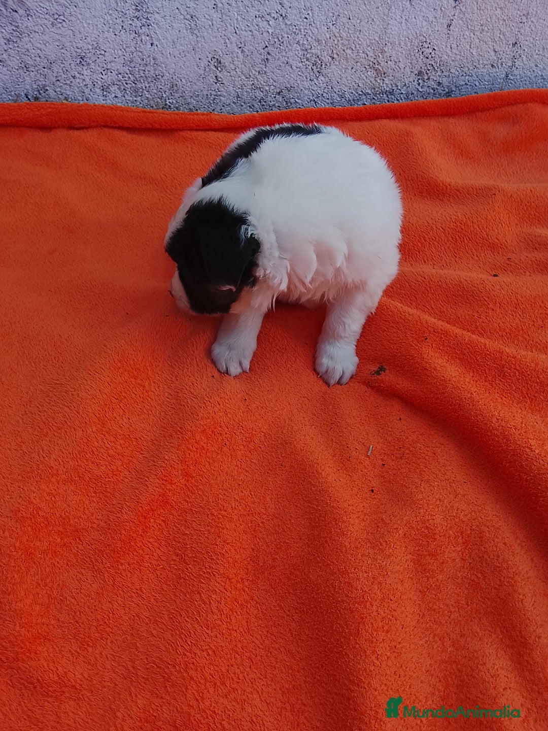 Border Collie perros en venta: Border collie  - Imagen 10