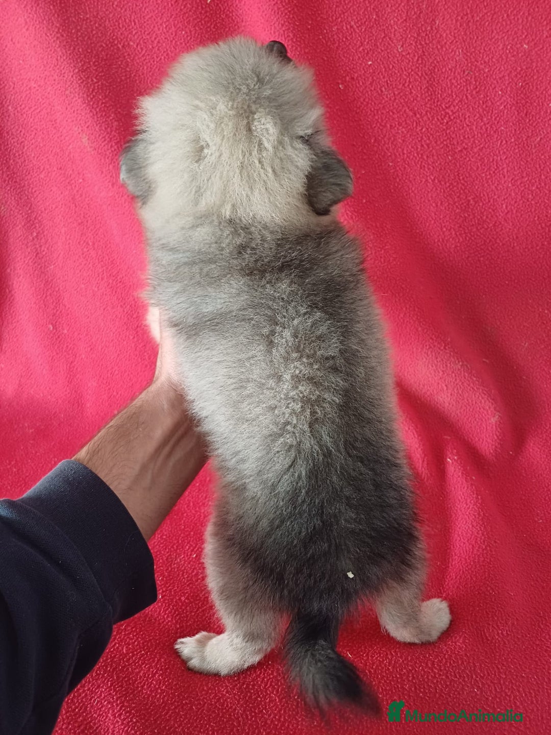 Pomerania perros en venta: Pomerania Standar  - Anuncio 3
