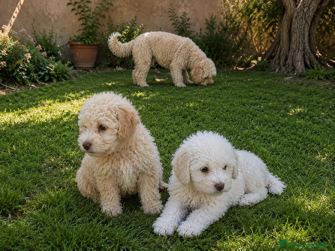 Perro de Agua Español perros en venta: Ultimo cachorrito de agua español - Anuncio 2