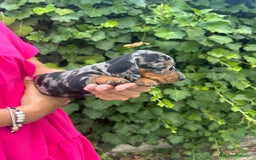 Teckel Miniatura perros en venta: teckel arlequin negro y fuego  - Imagen 1