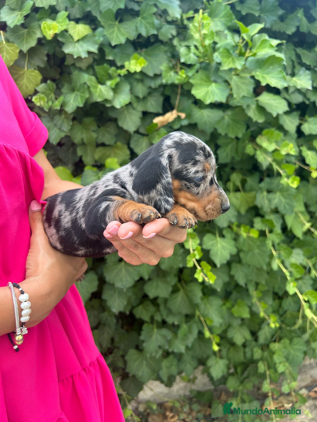 Teckel Miniatura perros en venta: teckel arlequin negro y fuego  - Imagen 1