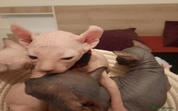 Sphynx gatos en venta: Sphynx pura razs - Anuncio 2