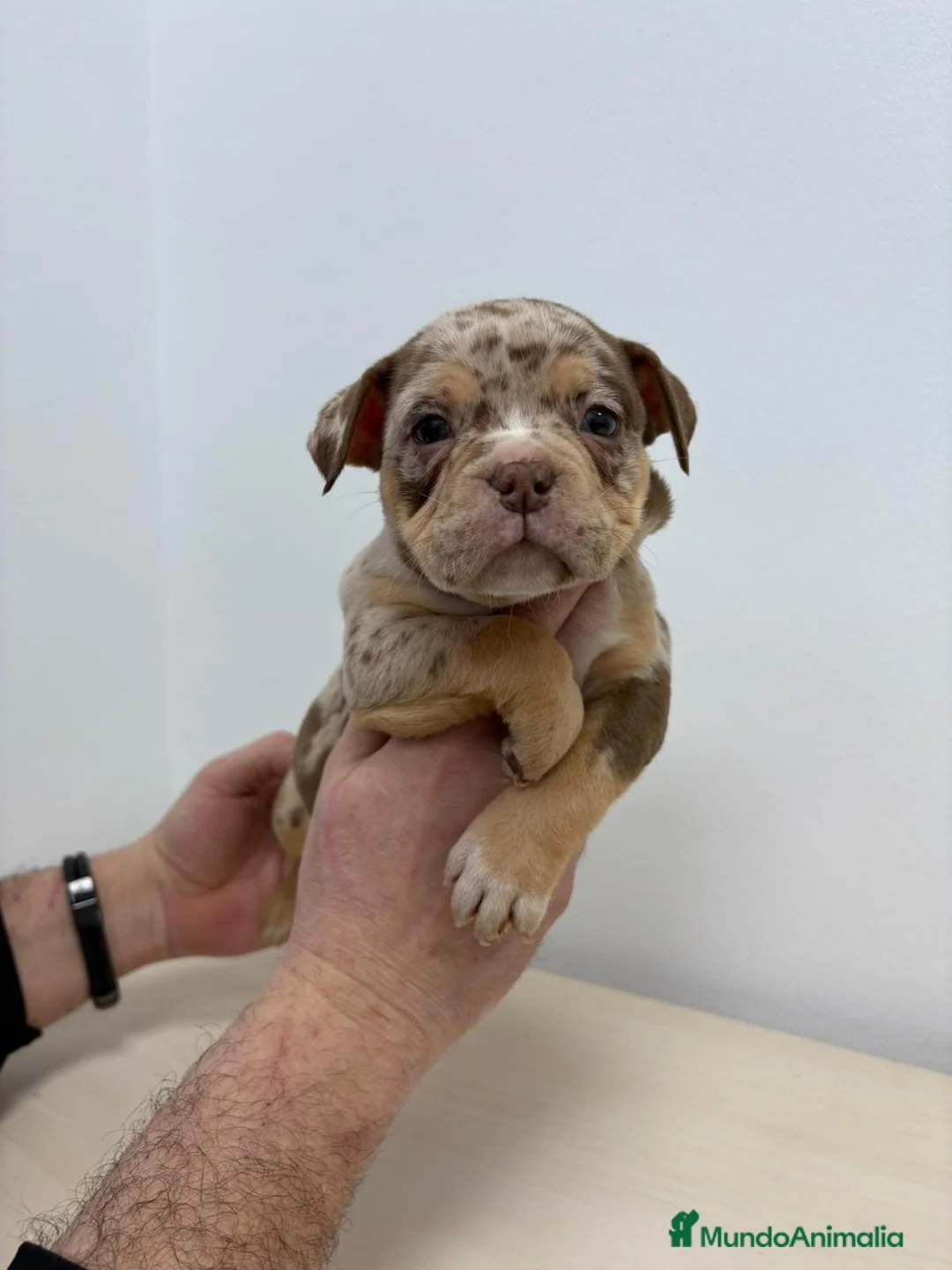 American Bully perros en venta: American Bully Pocket - Anuncio 3