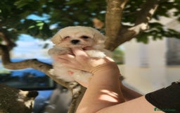 Caniche Toy perros en venta: Caniche tea cup y toy - Imagen 3