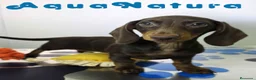 Teckel Miniatura perros en venta: Teckel Hembra DCD 4870 AQUANATURA - Anuncio 5