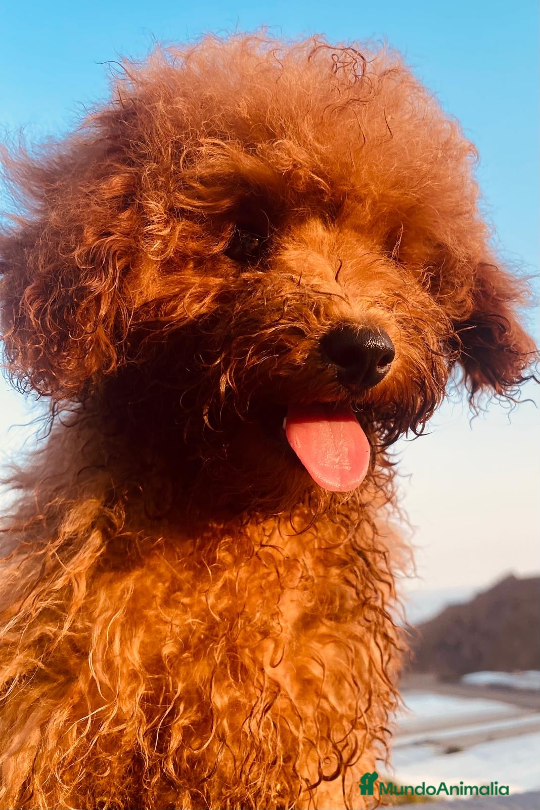 Caniche Toy perros Camada de caniches Toy - Anuncio 1