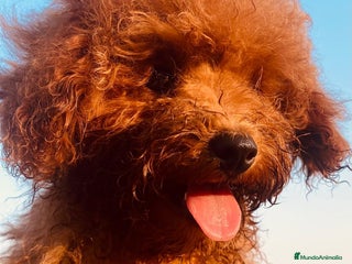 Caniche Toy perros Camada de caniches Toy - Anuncio 1