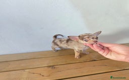 Chihuahua perros en venta: Chihuahua Toy Merle chocolate macho  - Imagen 2