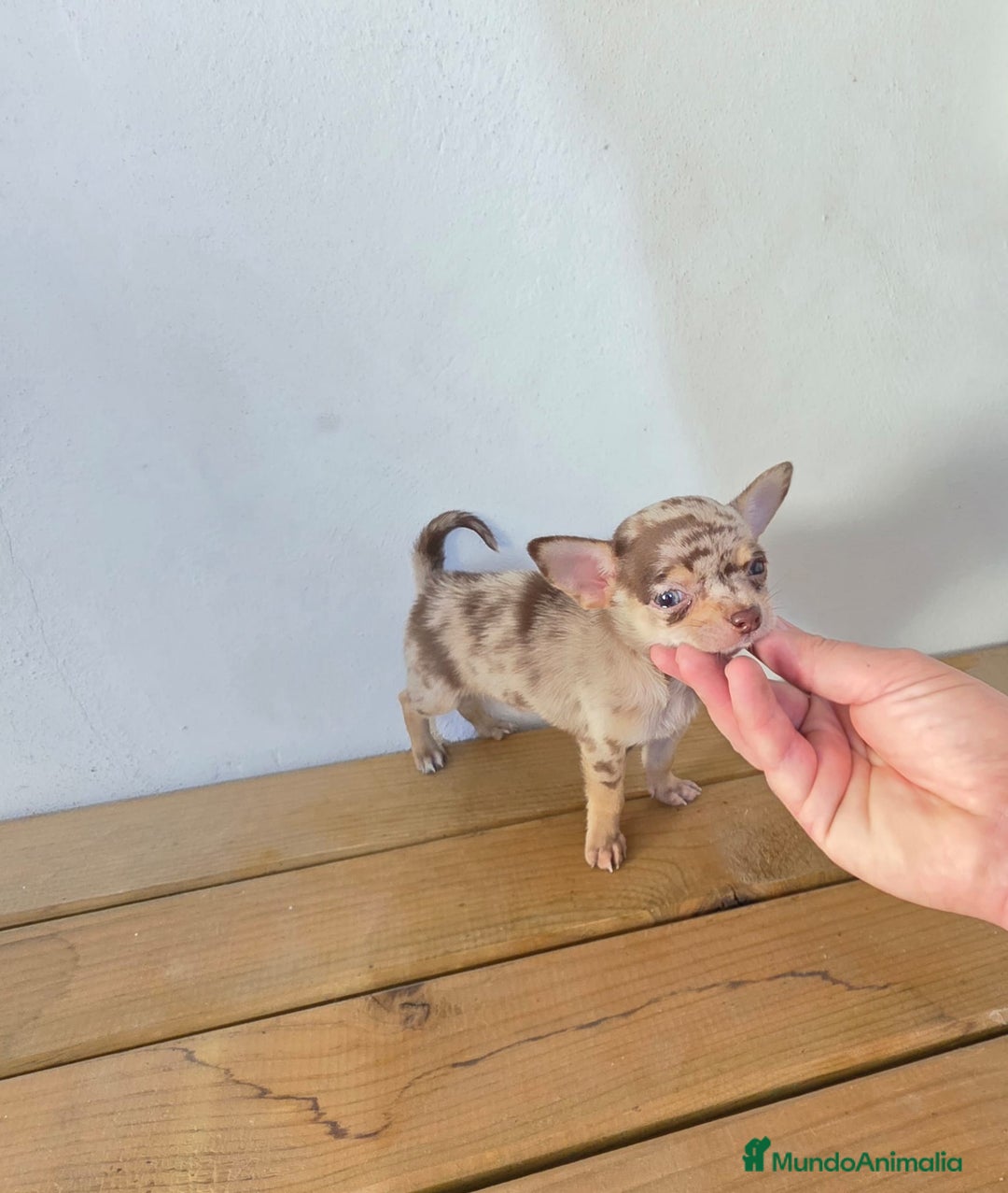 Chihuahua perros en venta: Chihuahua Toy Merle chocolate macho  - Imagen 2