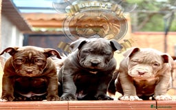American Bully perros en venta: AMERICAN BULLY ( CACHORROS EN OFERTA ) - Imagen 2