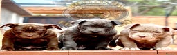 American Bully perros en venta: AMERICAN BULLY ( CACHORROS EN OFERTA ) - Anuncio 2