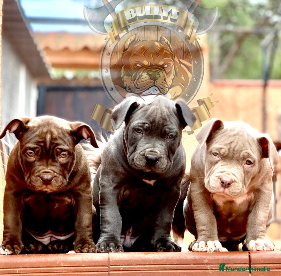 American Bully perros en venta: AMERICAN BULLY ( CACHORROS EN OFERTA ) - Imagen 2