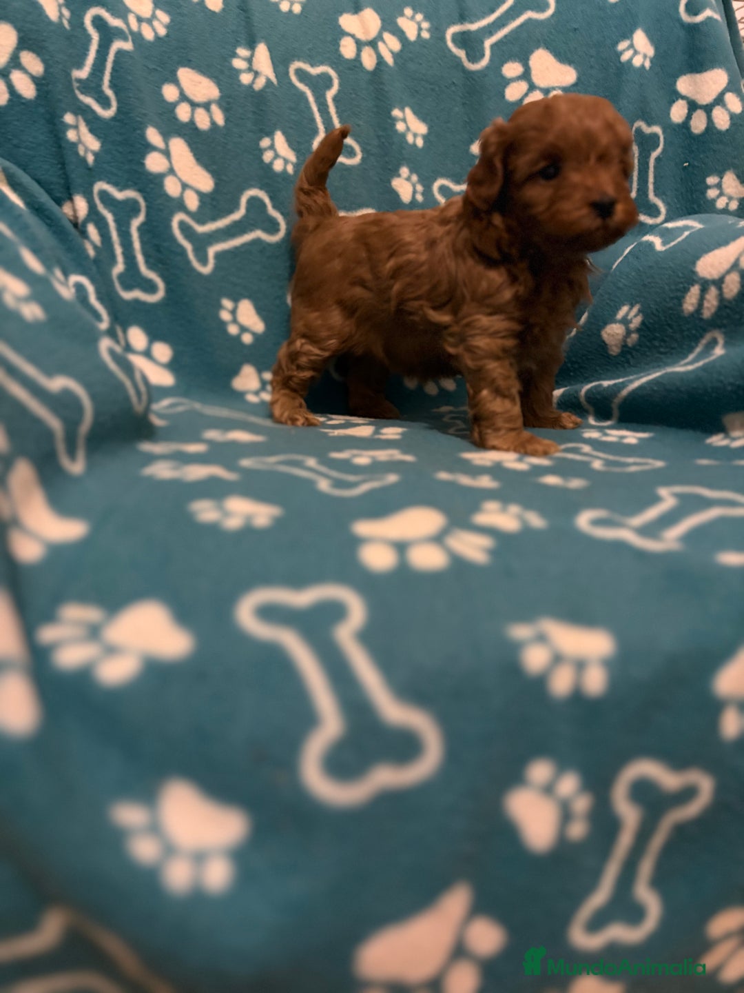 Caniche Toy perros en venta: Caniche rojo - Anuncio 5