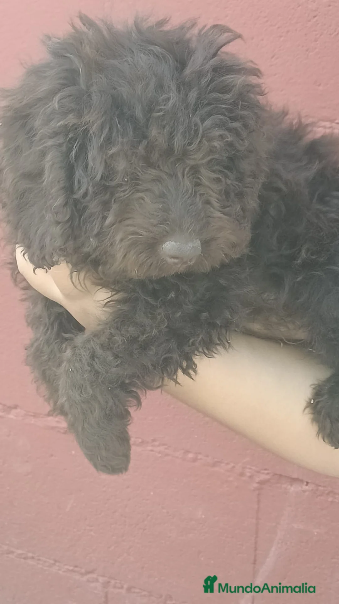 Perro de Agua Español perros en venta: Perra de agua chocolate🐶🐾🔥 en Málaga - Anuncio 2