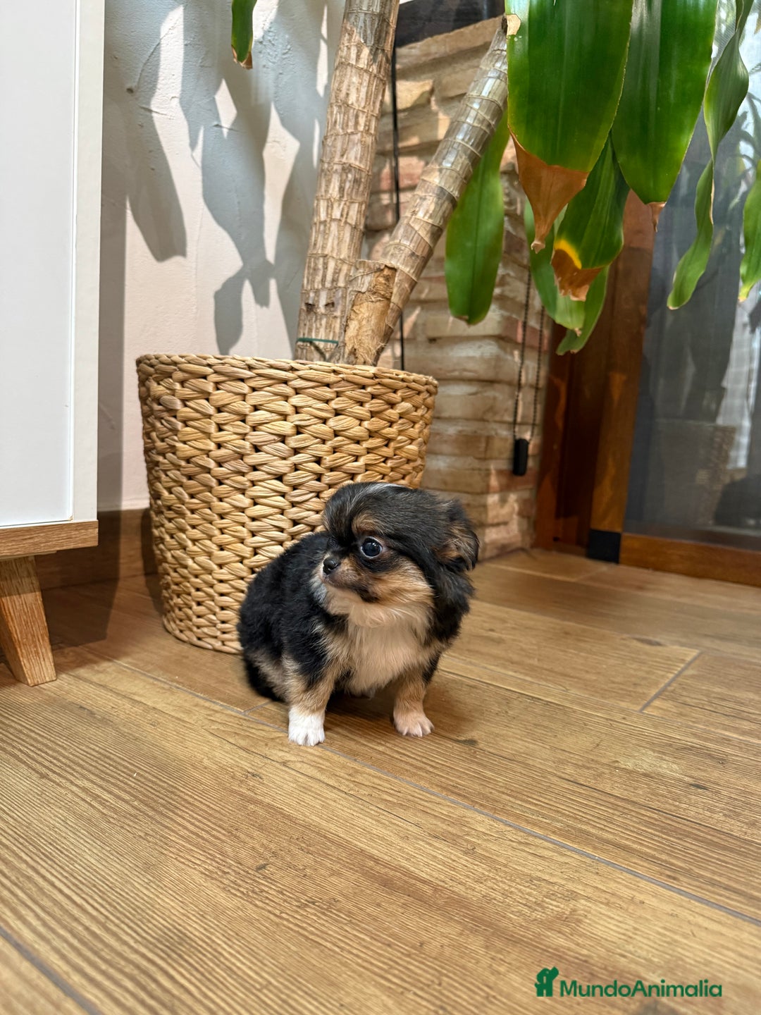 Chihuahua perros en venta: Hembra de chihuahua - Anuncio 2