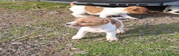 Jack Russell Terrier perros en venta: Jack russell  - Anuncio 3