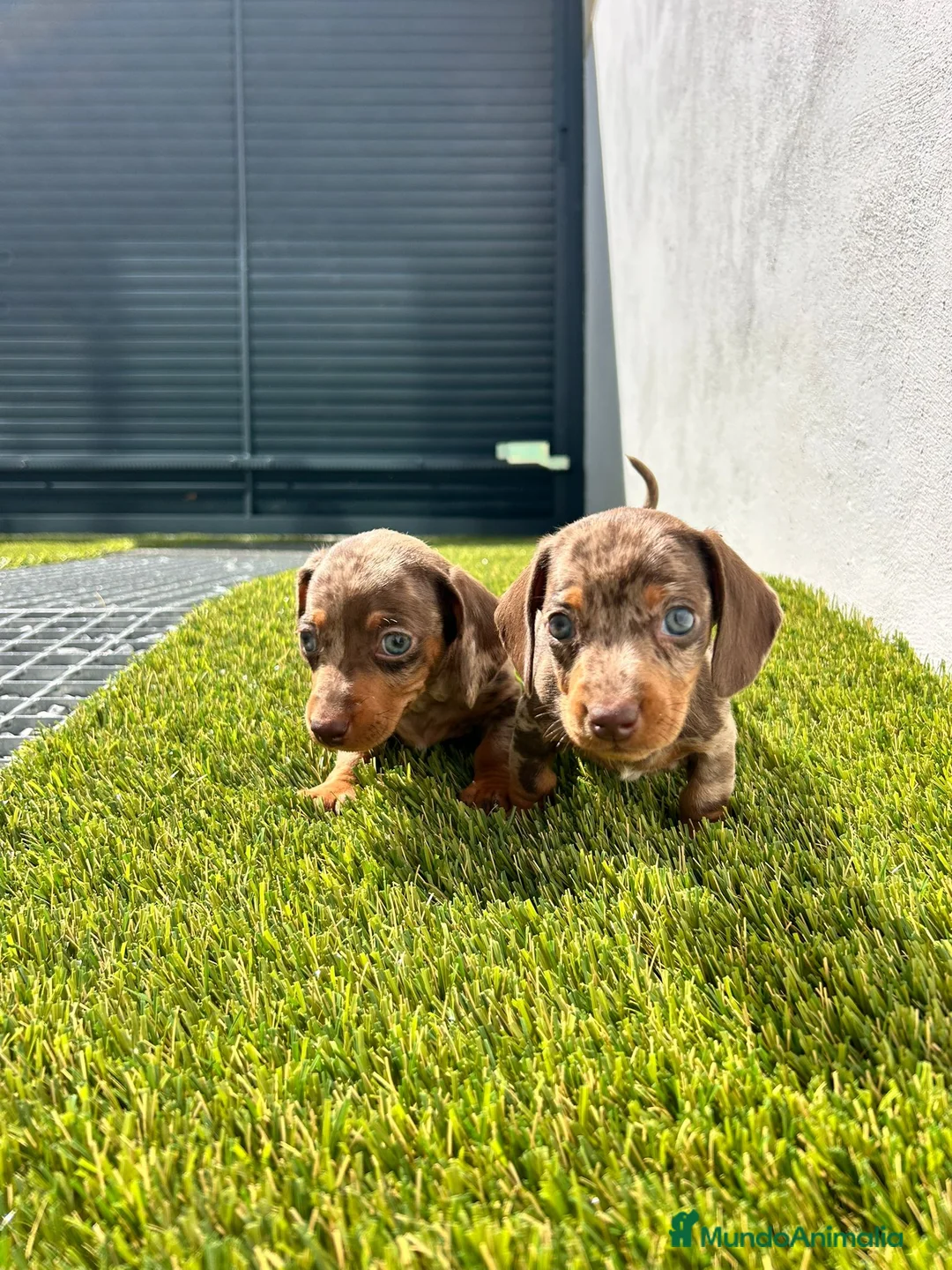 Teckel Miniatura perros en venta: Teckel miniatura  - Anuncio 2