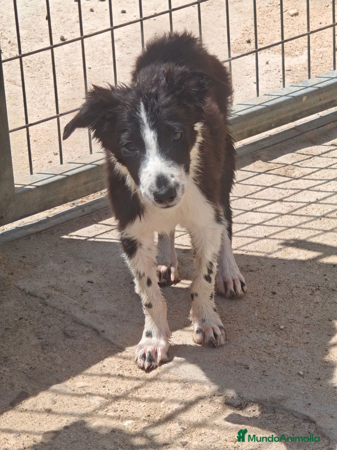 Border Collie perros en adopcion: Preciosos bebés en adopción - Anuncio 4