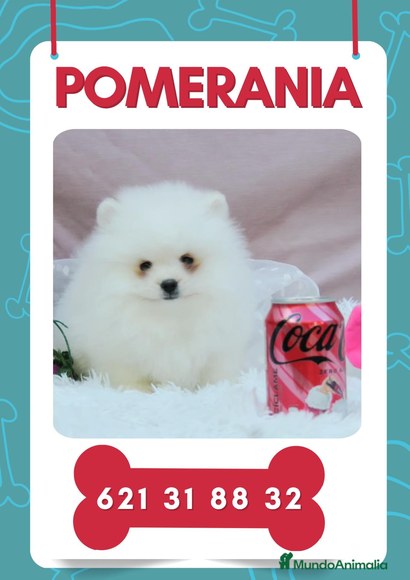 Pomerania perros Pomerania toy carita de osito - Anuncio 1