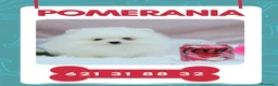 Pomerania perros en venta: Pomerania toy carita de osito - Anuncio 1