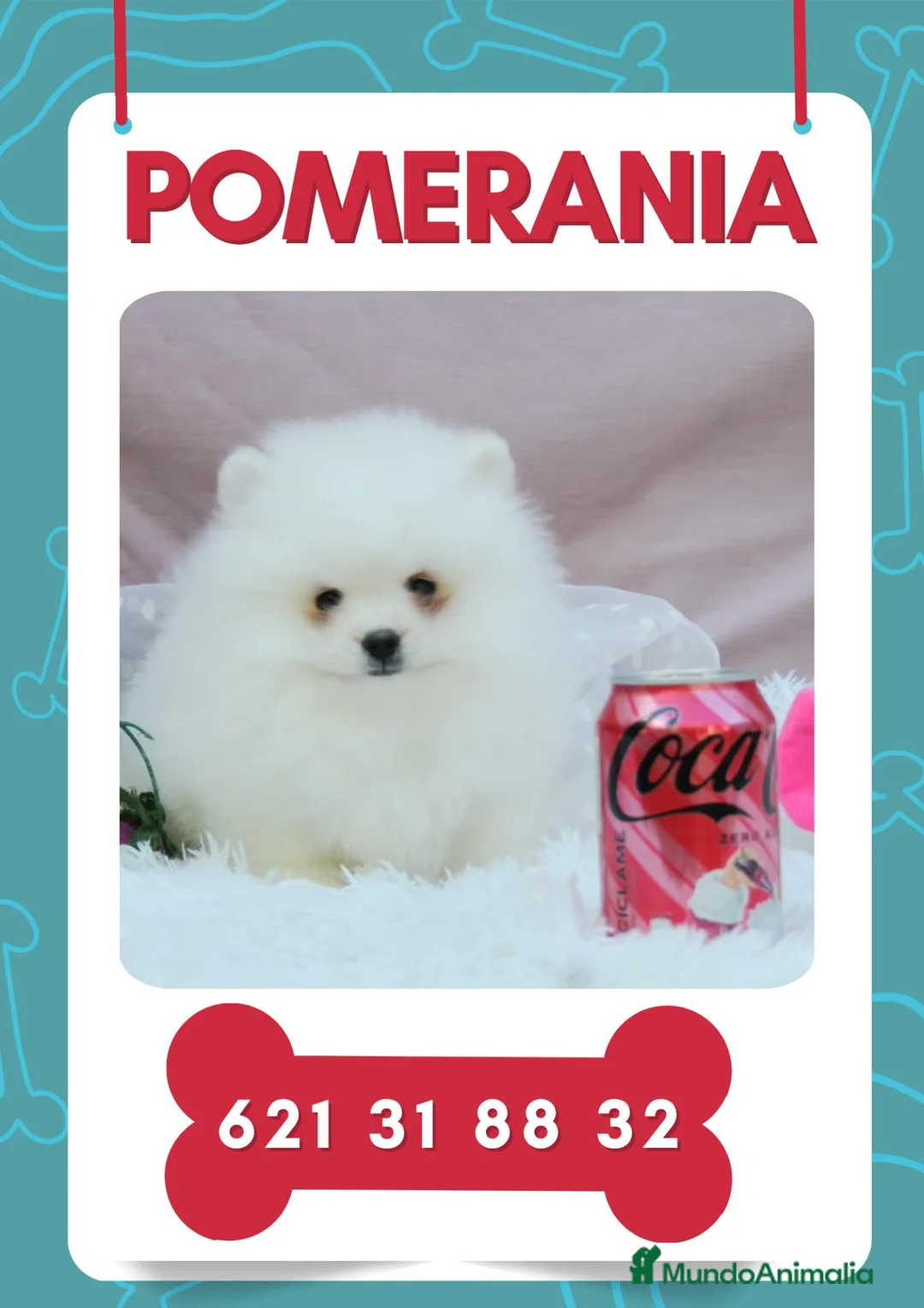 Pomerania perros en venta: Pomerania toy carita de osito - Anuncio 1