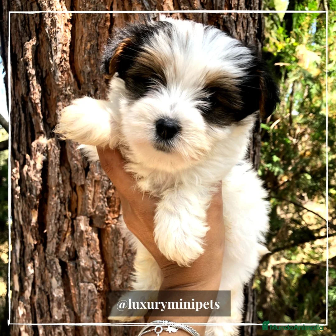 Biewer Yorkshire Terrier a la Pom Pon perros en venta: Camada de Yorkshire Biewer en Madrid - Anuncio 11