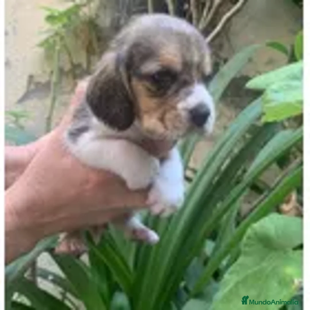 Beagle perros en venta: Se venden puppies beagle !! - Anuncio 2
