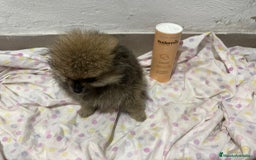 Pomerania perros en venta: Lulu pomerania mini toy  - Imagen 6