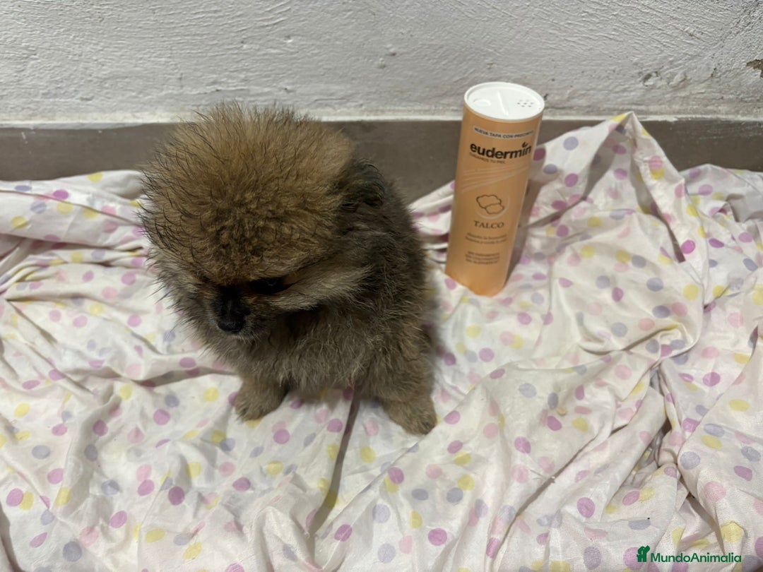Pomerania perros en venta: Lulu pomerania mini toy  - Imagen 6
