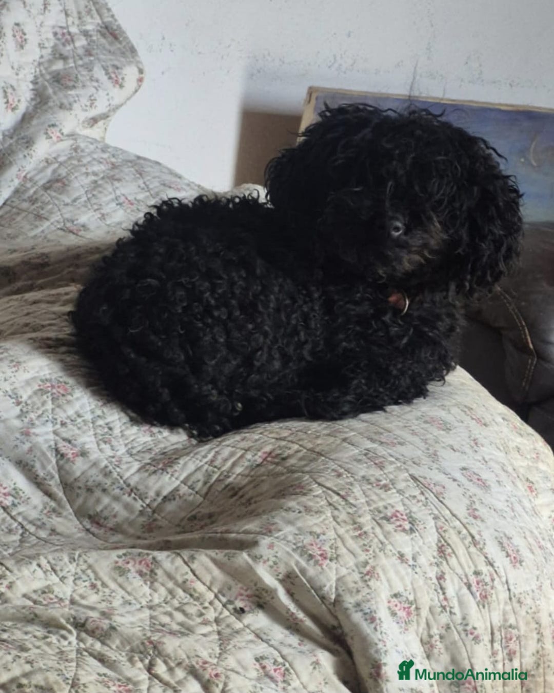 Caniche Toy perros en venta: Caniche toys disponible  - Anuncio 11