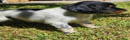 Épagneul Breton perros en venta: Cachorros  breton  - Anuncio 2