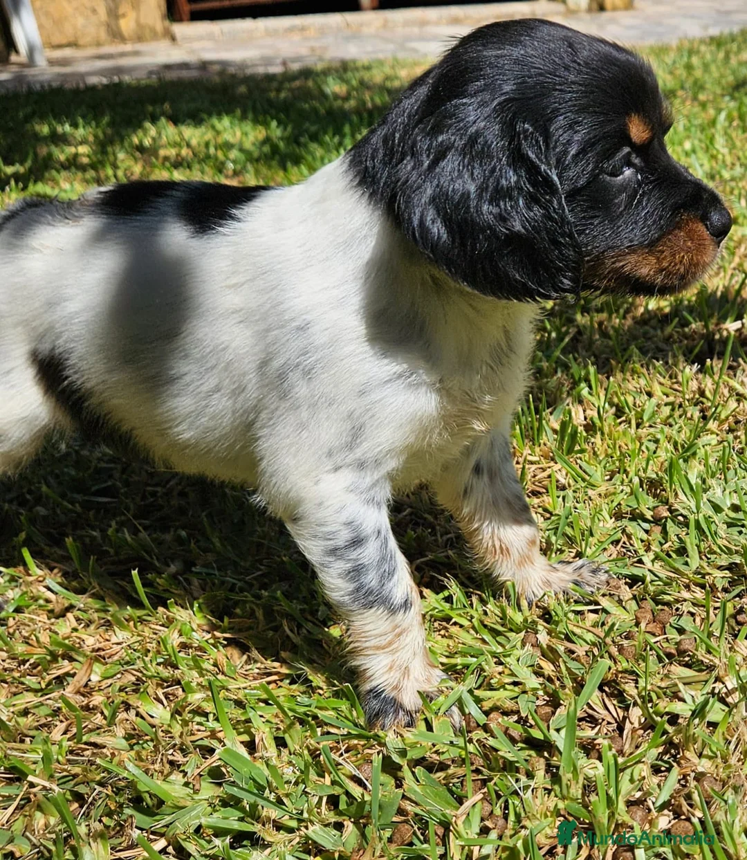 Épagneul Breton perros en venta: Cachorros  breton  - Anuncio 2