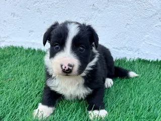 Border Collie perros Border Collie - Anuncio 2